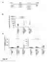 Fig. 99 - MODIFICATION OF RECOMBINANT ADENOVIRUS WITH IMMUNOGENIC PLASMODIUM CIRCUMSPOROZOITE PROTEIN EPITOPES