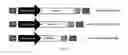 Fig. 02 - Nucleic acid constructs and gene therapy vectors for use in the treatment of Wilson disease