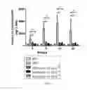 Fig. 09 - Nucleic acid constructs and gene therapy vectors for use in the treatment of Wilson disease