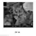 Fig. 06 - Nanocomposite blend membrane