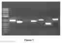 Fig. 08 - Process for producing ethyl esters of polyunsaturated fatty acids