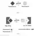 Fig. 02 - Light-Activated Two-Component Protein Binding Matrix