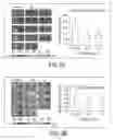 Fig. 17 - COMPOSITIONS AND METHODS FOR TREATING NEURODEGENERATIVE DISEASE