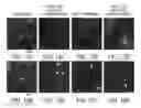 Fig. 24 - COMPOSITIONS AND METHODS FOR TREATING NEURODEGENERATIVE DISEASE