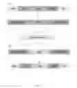 Fig. 07 - Expression constructs and methods of genetically engineering methylotrophic yeast