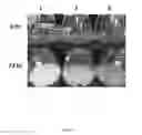 Fig. 09 - Expression constructs and methods of genetically engineering methylotrophic yeast