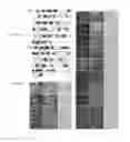 Fig. 05 - Microdystrophin peptides and methods for treating muscular dystrophy using the same