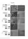 Fig. 08 - Microdystrophin peptides and methods for treating muscular dystrophy using the same