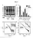 Fig. 07 - Chiral Substituted Amyloid Beta Peptides