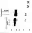 Fig. 06 - COMPOSITIONS AND METHODS OF TREATING DISEASE WITH FGFR FUSION PROTEINS