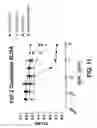 Fig. 17 - COMPOSITIONS AND METHODS OF TREATING DISEASE WITH FGFR FUSION PROTEINS