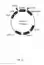 Fig. 02 - Composite comprising antibody capable of binding to intranuclear protein of influenza virus