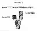 Fig. 02 - BISPECIFIC ANTIBODIES THAT BIND CD123 AND CD3