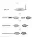 Fig. 02 - Genome editing with split Cas9 expressed from two vectors
