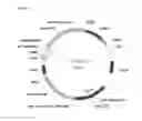Fig. 04 - COMPOSITIONS AND METHODS RELATED TO BETA-GLUCOSIDASE