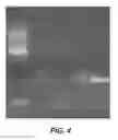 Fig. 07 - Noninterfering Multipurpose Compositions for Collecting, Transporting and Storing Biological Samples