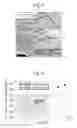 Fig. 04 - AUSTENITIC STAINLESS STEELS EXCELLENT IN FLEXIBILITY