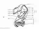 Fig. 01 - Belt adjustment and fixation hook