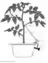 Fig. 07 - Plant Training System