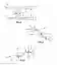 Fig. 03 - Dental covering removal tool