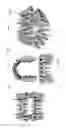 Fig. 24 - ELECTRONIC DENTAL CHARTING