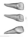 Fig. 31 - ELECTRONIC DENTAL CHARTING