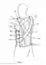 Fig. 02 - Multifunctional vest for posture correcting, pain relieving and workout boosting