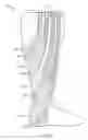 Fig. 40 - Functional sock