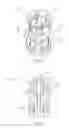 Fig. 07 - Dual vial adapter assemblages with quick release drug vial adapter for ensuring correct usage