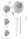 Fig. 02 - Stealth nanocapsules for protein delivery