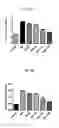 Fig. 06 - Method of treating obesity with chlorogenic acid