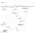 Fig. 02 - METHODS OF TREATING UREA CYCLE DISORDERS