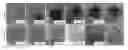 Fig. 01 - Application of derivative of clostridium ghonii
