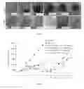 Fig. 02 - Application of derivative of clostridium ghonii