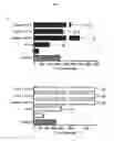 Fig. 07 - Compositions and methods for cell transplantation