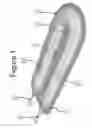 Fig. 02 - Encapsulation of pancreatic cells derived from human pluripotent stem cells