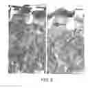 Fig. 07 - Electric field “Z” direction alignment of nanoparticles in polymer solutions