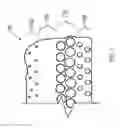 Fig. 02 - Liquid polymer sprayed sheet with fused layers and variable ratio of polymers droplets and entrapped bubbles