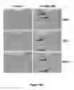 Fig. 04 - COMPOSITIONS AND METHODS FOR MODULATING SALM5 AND HVEM
