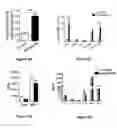 Fig. 05 - COMPOSITIONS AND METHODS FOR MODULATING SALM5 AND HVEM