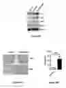 Fig. 07 - COMPOSITIONS AND METHODS FOR MODULATING SALM5 AND HVEM