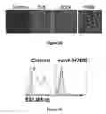 Fig. 10 - COMPOSITIONS AND METHODS FOR MODULATING SALM5 AND HVEM