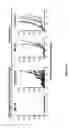 Fig. 04 - Anti-GITR antibodies and uses thereof