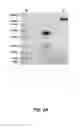 Fig. 09 - METHODS OF USING BISPECIFIC ANTIGEN-BINDING CONSTRUCTS TARGETING HER2