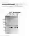 Fig. 02 - Method for producing Wnt protein and method for storing Wnt protein