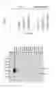Fig. 03 - Method for producing Wnt protein and method for storing Wnt protein