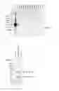 Fig. 10 - Method for producing Wnt protein and method for storing Wnt protein