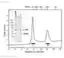 Fig. 12 - Method for producing Wnt protein and method for storing Wnt protein