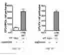 Fig. 09 - METHODS FOR MOBILISING POPULATIONS OF STEM CELLS