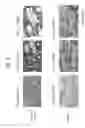 Fig. 06 - Immortalized stem cell, compositions, preparations and uses thereof